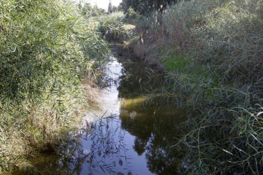 Temiz suyu olan bir nehrin kıyısında bitki örtüsü.