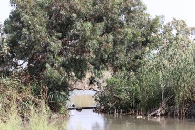 Temiz suyu olan bir nehrin kıyısında bitki örtüsü.