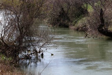 Temiz suyu olan bir nehrin kıyısında bitki örtüsü.