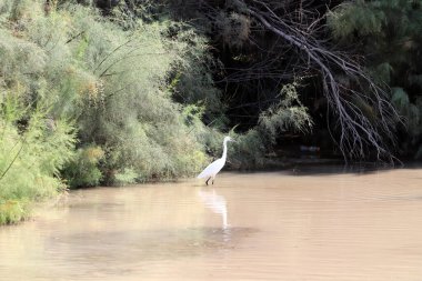 Temiz suyu olan bir nehrin kıyısında bitki örtüsü.