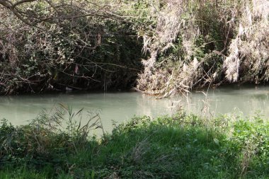 Temiz suyu olan bir nehrin kıyısında bitki örtüsü.