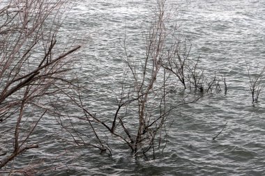 Temiz suyu olan bir nehrin kıyısında bitki örtüsü.