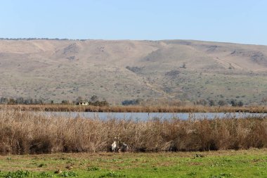 Temiz suyu olan bir nehrin kıyısında bitki örtüsü.
