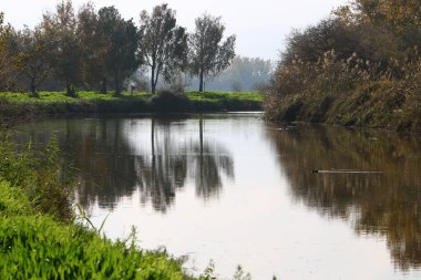 Temiz suyu olan bir nehrin kıyısında bitki örtüsü.