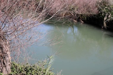 Temiz suyu olan bir nehrin kıyısında bitki örtüsü.