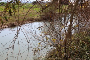 Temiz suyu olan bir nehrin kıyısında bitki örtüsü.