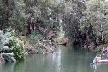 Temiz suyu olan bir nehrin kıyısında bitki örtüsü.