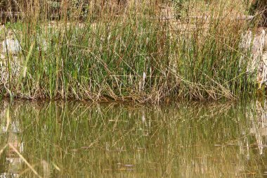 Temiz suyu olan bir nehrin kıyısında bitki örtüsü.