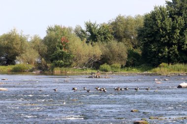 Temiz suyu olan bir nehrin kıyısında bitki örtüsü.