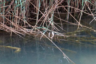 Temiz suyu olan bir nehrin kıyısında bitki örtüsü.