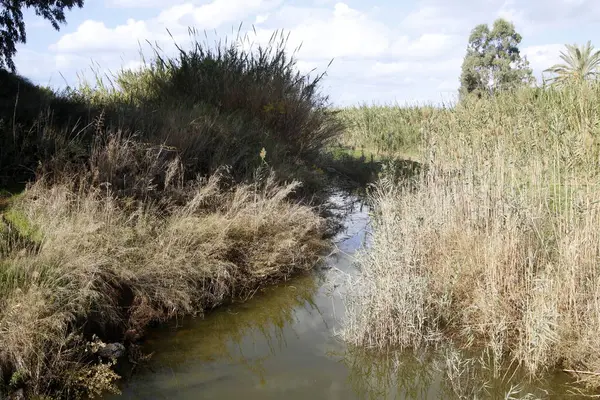 Temiz suyu olan bir nehrin kıyısında bitki örtüsü.