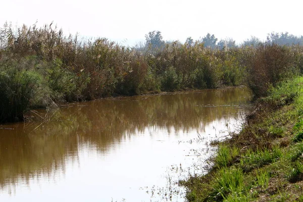 Vegetação Nas Margens Rio Com Água Doce Limpa — Fotografia de Stock