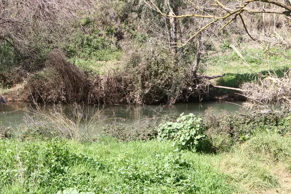 Vegetação Nas Margens Rio Com Água Doce Limpa — Fotografia de Stock