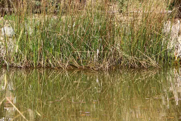 Temiz suyu olan bir nehrin kıyısında bitki örtüsü.