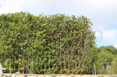 Şehir parkında çit boyunca yeşil bitkiler ve çiçekler yetişir..