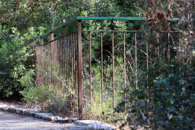 Şehir parkında çit boyunca yeşil bitkiler ve çiçekler yetişir..