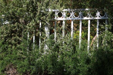 Şehir parkında çit boyunca yeşil bitkiler ve çiçekler yetişir..