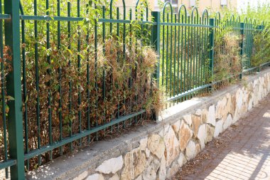 Şehir parkında çit boyunca yeşil bitkiler ve çiçekler yetişir..