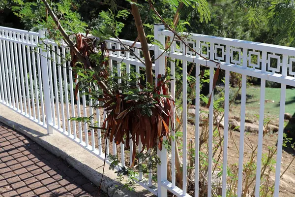 Şehir parkında çit boyunca yeşil bitkiler ve çiçekler yetişir..