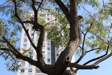 Tel Aviv 'de. İsrail. 01 numara. 01 numara. 2024. Büyük bir şehrin sokaklarında uzun evler ve ağaçlar.