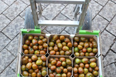 Ocak ayında Tel Aviv 'deki pazarda sebze ve meyve satılıyor..