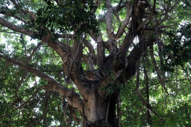 Bir şehir parkında ağaç ve ağaç kabuğu dokusu.