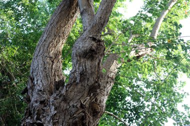 Bir şehir parkında ağaç ve ağaç kabuğu dokusu.