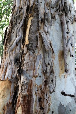 Bir şehir parkında ağaç ve ağaç kabuğu dokusu.