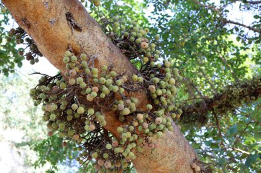 Bir şehir parkında ağaç ve ağaç kabuğu dokusu.