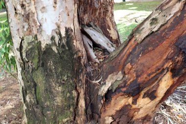 Bir şehir parkında ağaç ve ağaç kabuğu dokusu.