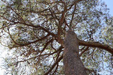 Bir şehir parkında ağaç ve ağaç kabuğu dokusu.