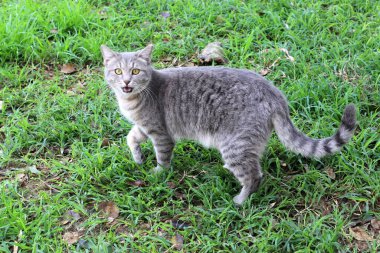 Sokak kedisi ve sokak kedisi Tel Aviv 'de.