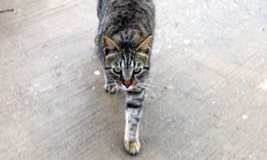 Sokak kedisi ve sokak kedisi Tel Aviv 'de.