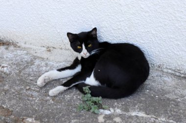 Sokak kedisi ve sokak kedisi Tel Aviv 'de.