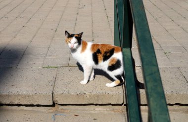 Sokak kedisi ve sokak kedisi Tel Aviv 'de.