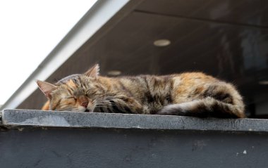 Sokak kedisi ve sokak kedisi Tel Aviv 'de.