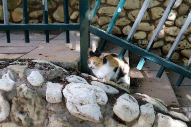 Sokak kedisi ve sokak kedisi Tel Aviv 'de.