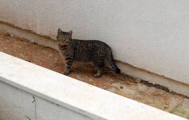 Sokak kedisi ve sokak kedisi Tel Aviv 'de.