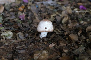 Toadstool mushrooms grow in a clearing in a city park. clipart