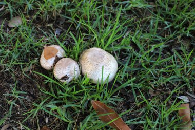 Zehirli mantarlar şehir parkındaki bir açıklıkta yetişir..
