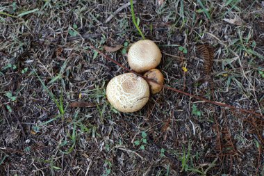 Toadstool mushrooms grow in a clearing in a city park. clipart