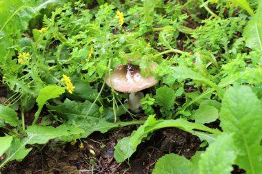 Zehirli mantarlar şehir parkındaki bir açıklıkta yetişir..