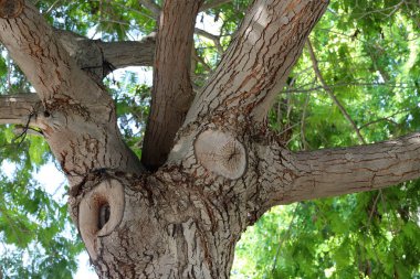 Büyük bir ağacın gövdesine yakın..