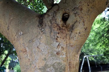 Büyük bir ağacın gövdesine yakın..