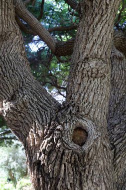Büyük bir ağacın gövdesine yakın..