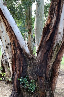 Büyük bir ağacın gövdesine yakın..