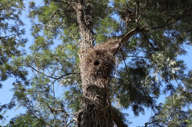 Büyük bir ağacın gövdesine yakın..