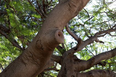 Büyük bir ağacın gövdesine yakın..