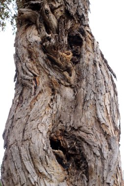 Büyük bir ağacın gövdesine yakın..