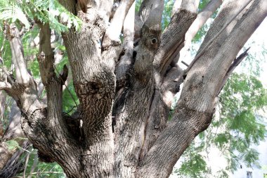 Büyük bir ağacın gövdesine yakın..